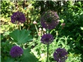 ukrasni luk - lat. Allium Purple Sensation,